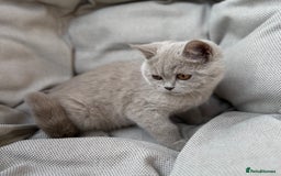 British Shorthair cats for sale: Ready British Shorthair Chunky Kittens - Image 14