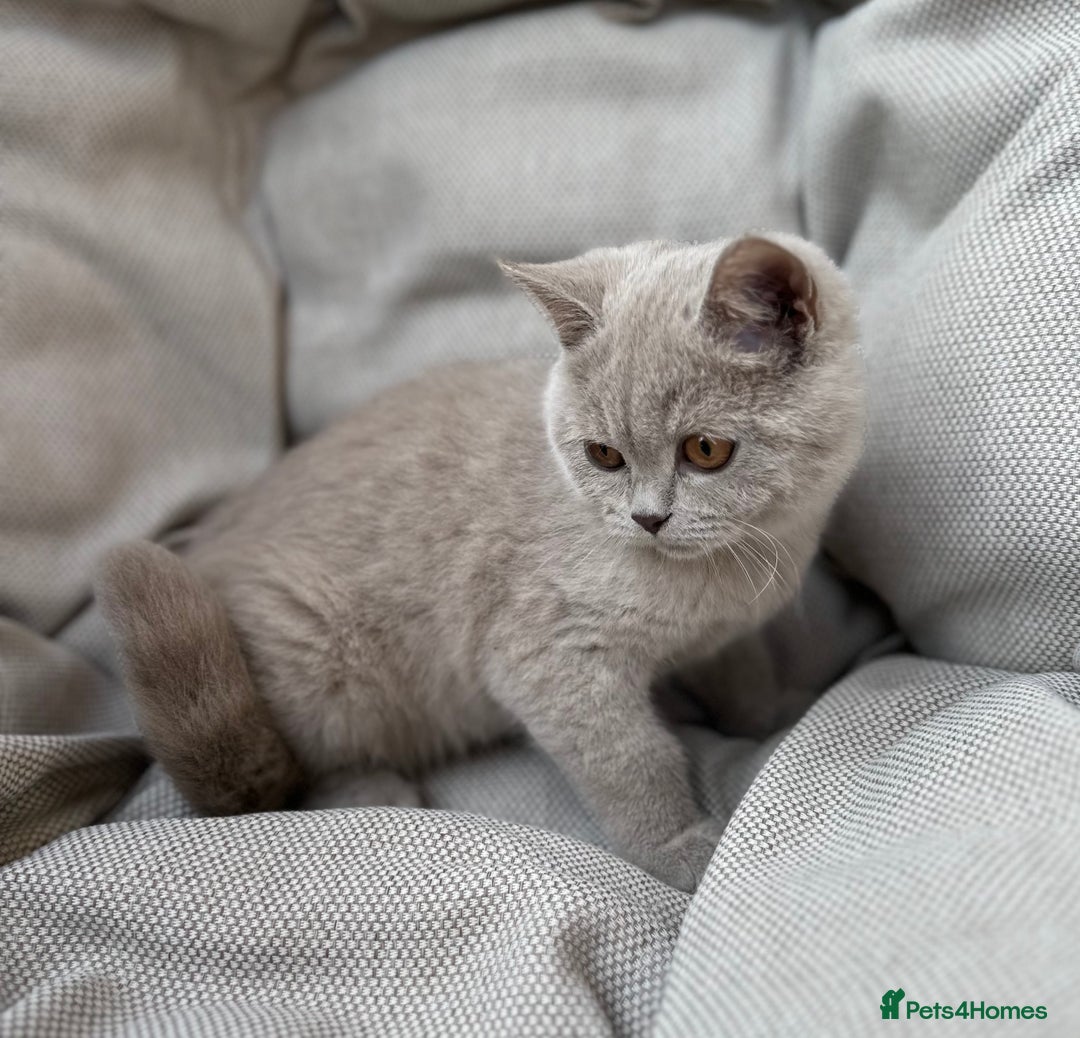 British Shorthair cats for sale: Ready British Shorthair Chunky Kittens - Image 14