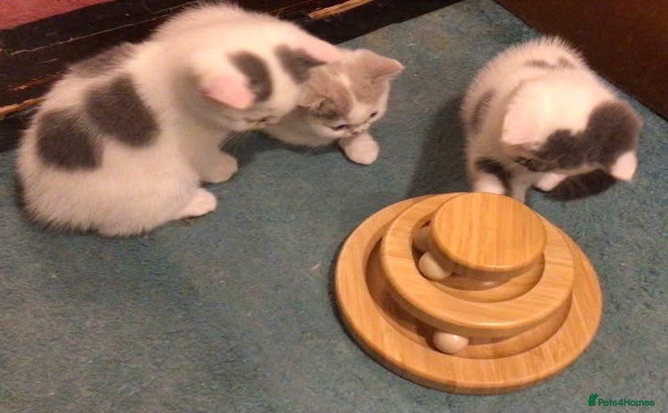 British Shorthair cats - Advert 1