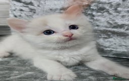 Ragdoll cats for sale: STUNNING RAGDOLL MALE KITTENS - Image 7