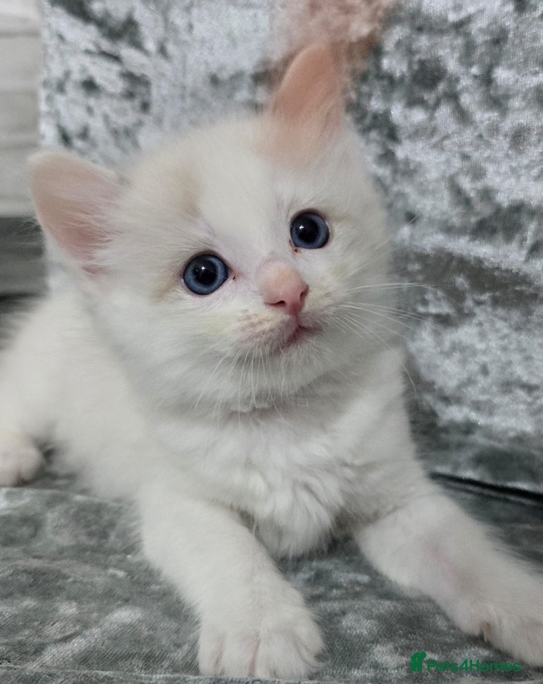 Ragdoll cats for sale: STUNNING RAGDOLL MALE KITTENS - Image 7
