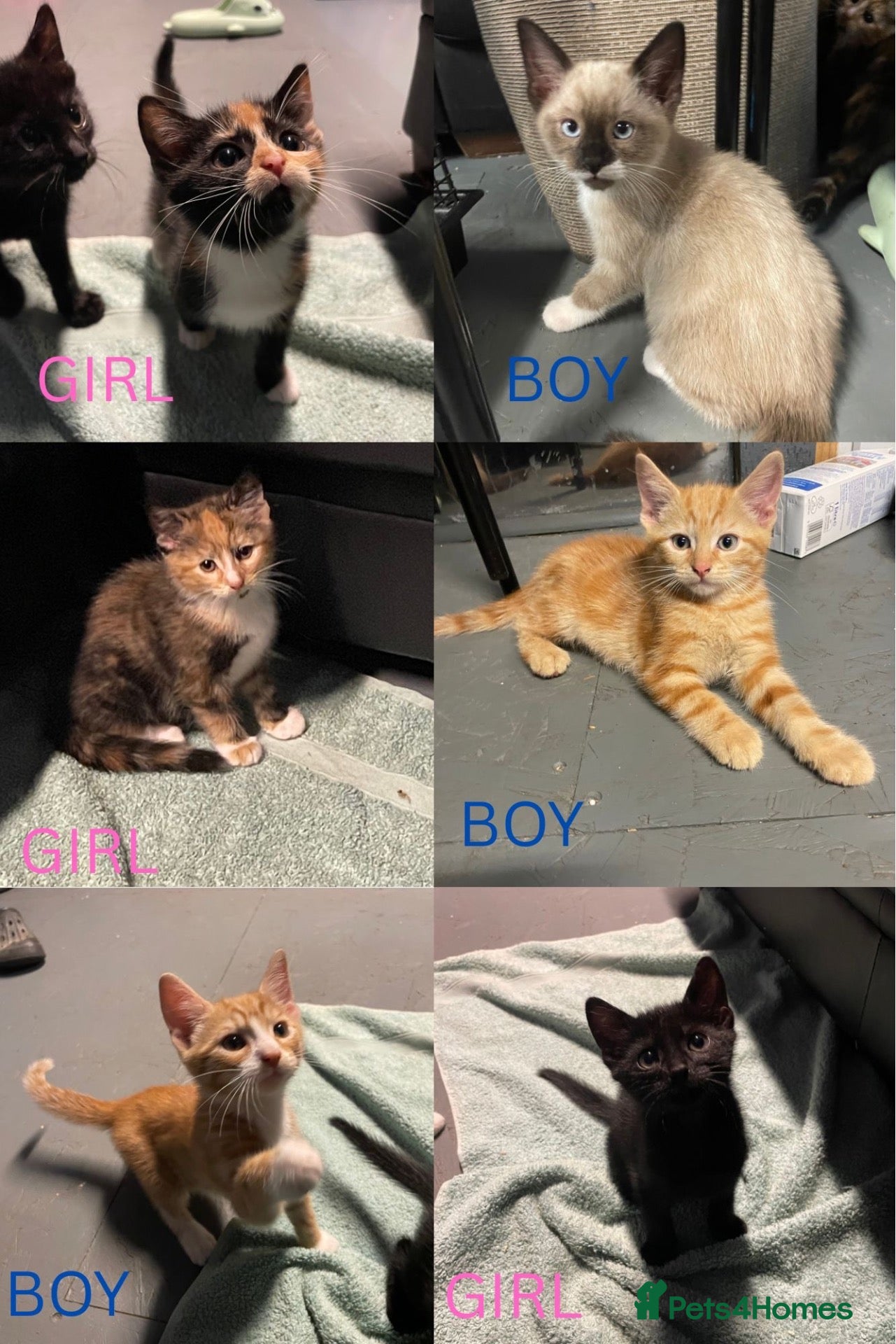 Domestic Shorthair cats 6 kittens ready to be taken home - Advert 2