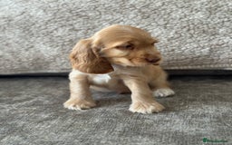 Cocker Spaniel dogs for sale: ALL GOLDEN 100% SHOW TYPE HEALTH TESTED PARENTS  - Image 6