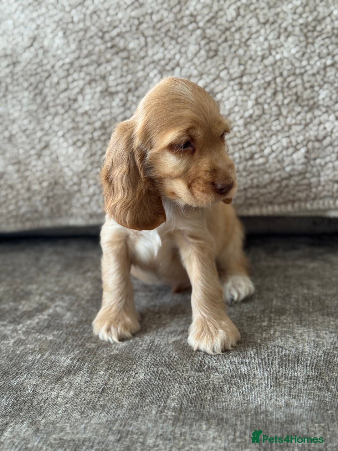 Cocker Spaniel dogs for sale: ALL GOLDEN 100% SHOW TYPE HEALTH TESTED PARENTS  - Image 6