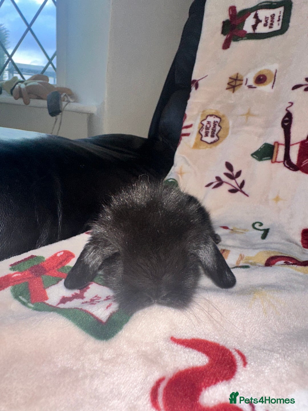 Mini Lop rabbits for sale: Adorable Baby Mini Lops Looking for Loving Homes - Advert 8