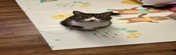 Domestic Shorthair cats for sale: FREE Tabby male cat looking for forever home in Ipswich - Advert 2