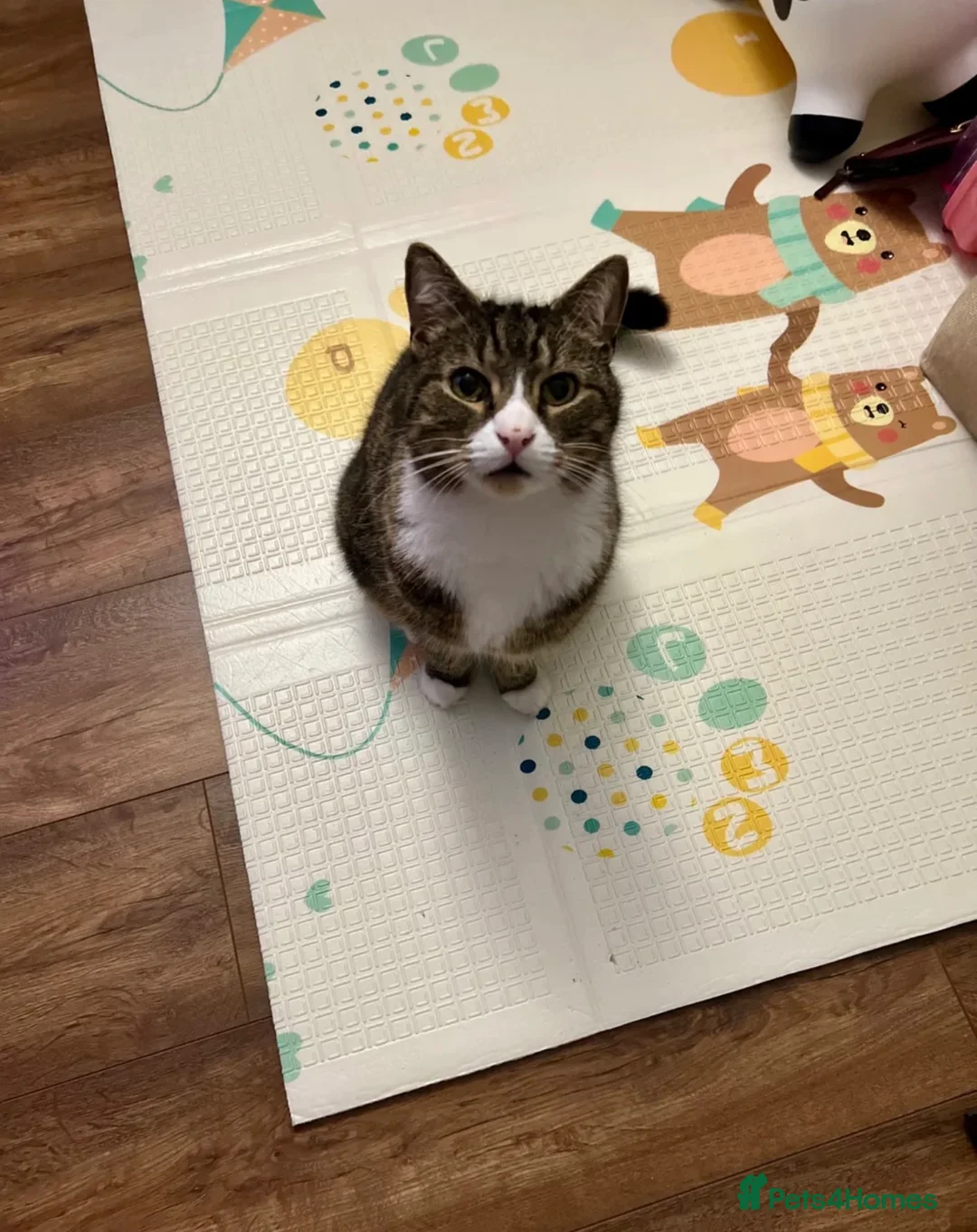 Domestic Shorthair cats for sale: FREE Tabby male cat looking for forever home in Ipswich - Advert 2