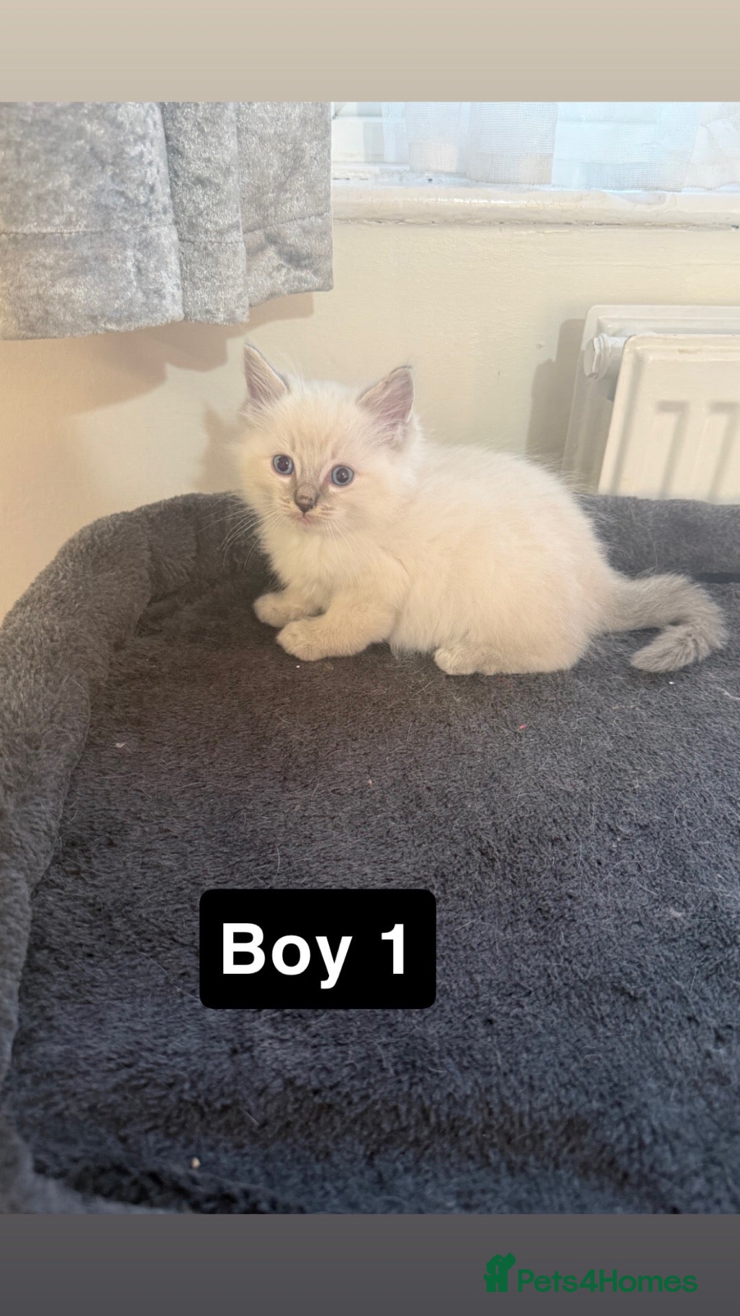 Ragdoll cats Stunning litter of pure ragdoll kittens  - Advert 2