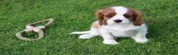 Cavalier King Charles Spaniel dogs for sale: Beautiful Cavalier King Charles Spaniel puppies - Advert 30