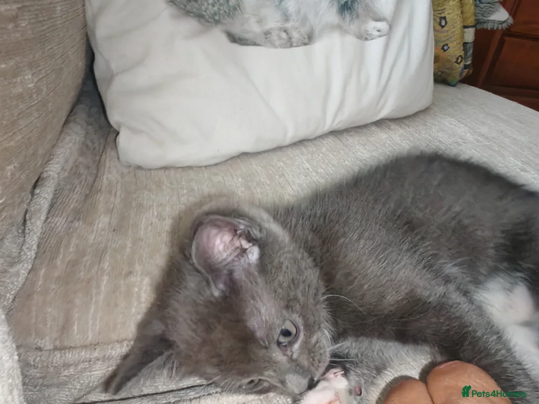 Ragdoll cats for sale: Male kitten Ragdoll  Mix - Advert 2