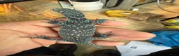 Monitor reptiles for sale: Blue Tree Monitor Male - Advert 4
