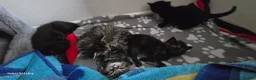 Mixed Breed cats for sale: Adorable kittens  in London - Advert 6
