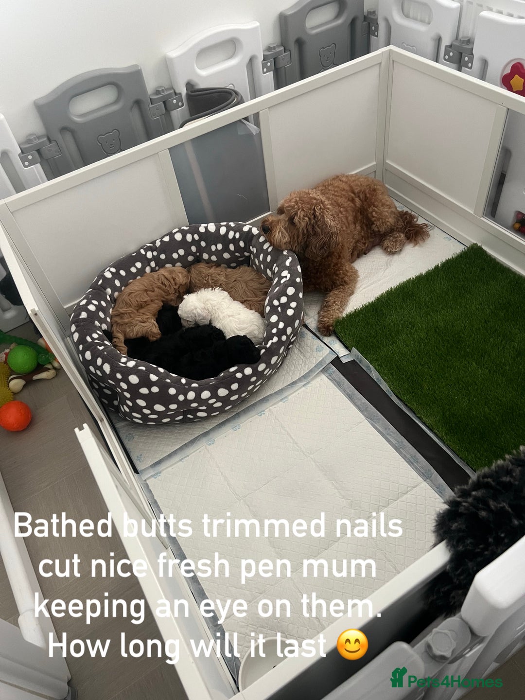 Cavapoo dogs for sale: LAST GIRL LOOKING FOR A FOREVER HOME 🏠  - Image 11