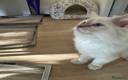 Ragdoll cats for sale: X1 male kitten ready to be loved  - Image 3