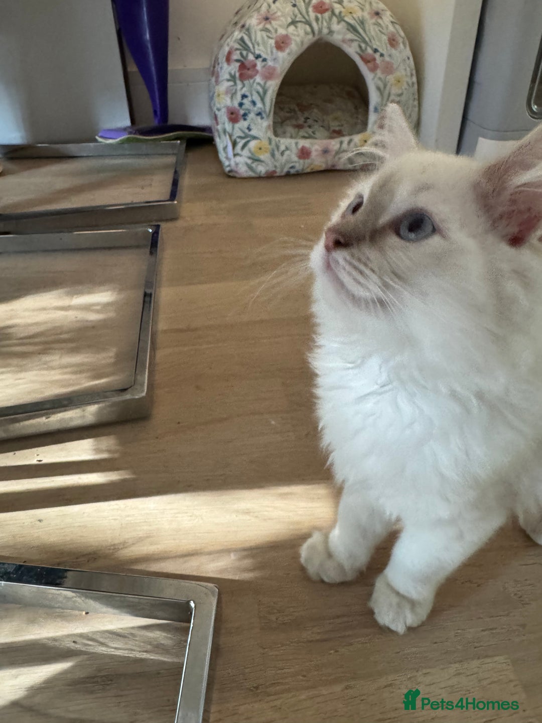 Ragdoll cats for sale: X1 male kitten ready to be loved  - Image 3