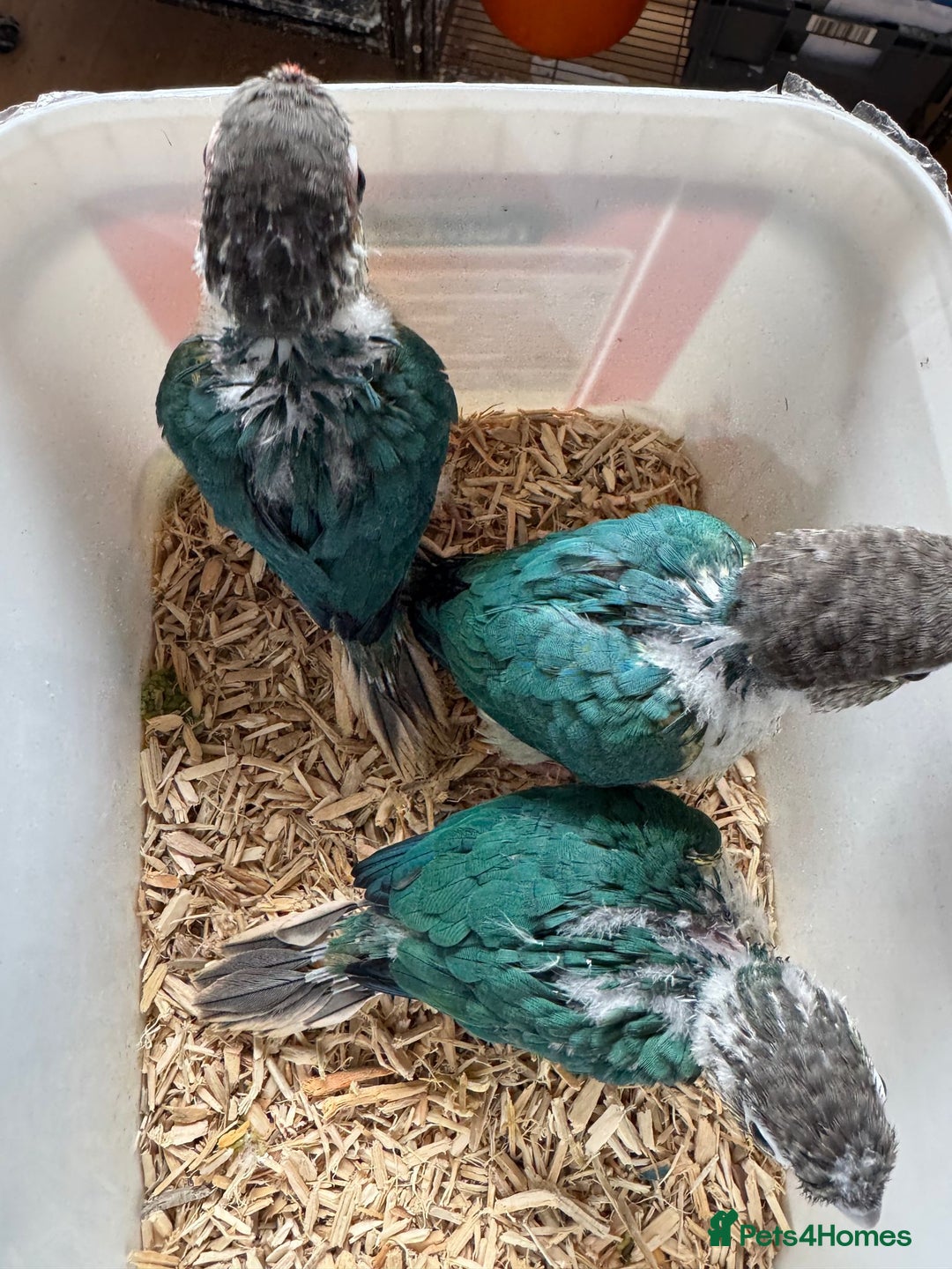 Conures birds for sale: HAND REARED GREEN CHEEKS CONURE  - Advert 5