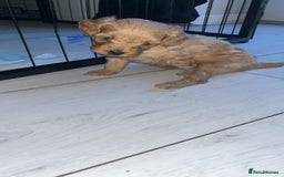 Cavapoo dogs for sale: Adorable cavapoo puppies for sale  - Advert 11