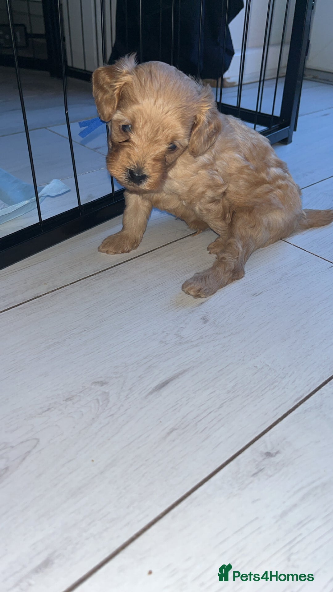 Cavapoo dogs for sale: Adorable cavapoo puppies for sale  - Advert 11