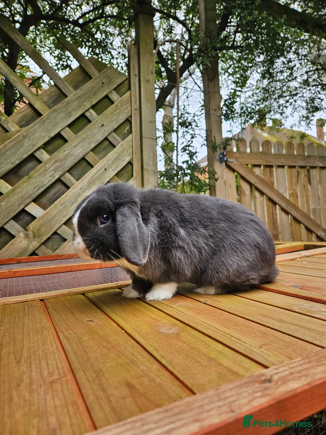 Mini Lop rabbits for sale: Mini lop bucks - Advert 4