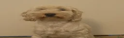 Cockapoo dogs for sale: Ivory  - Advert 2