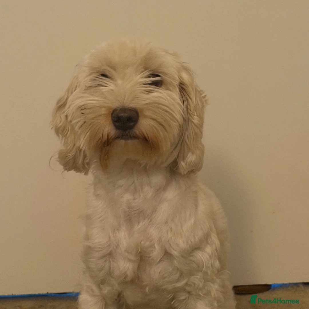 Cockapoo dogs for sale: Ivory  - Advert 2
