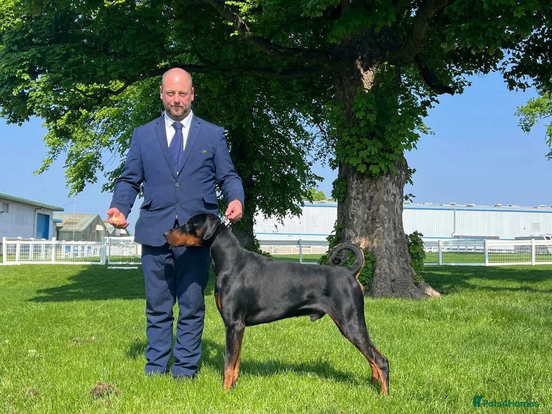 Dobermann dogs for sale: Evalesco Dobermanns - Advert 8