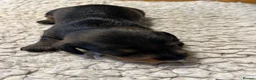 Miniature Dachshund dogs for sale: Miniature wirehaired dachshund puppies (Teckels) - Advert 7