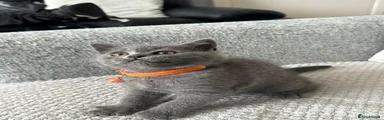 British Shorthair 1