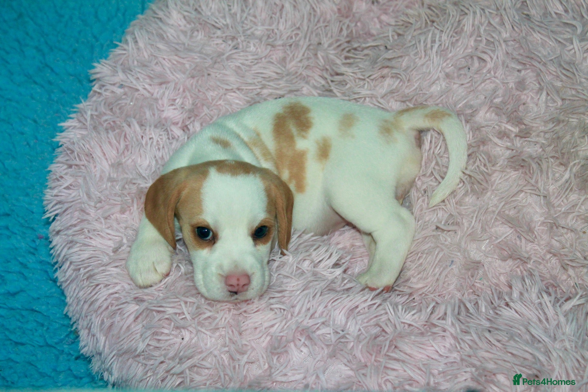 Beagle dogs for sale: READY NOW BEAGLE PUPPIES - Advert 1