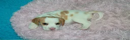 Beagle dogs for sale: READY NOW BEAGLE PUPPIES - Advert 3