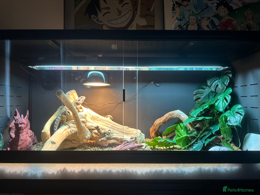 Bearded Dragon reptiles for sale: Red Bearded Dragon+Full working setup+Live food - Image 5