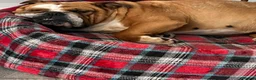 English Bulldog dogs for sale: Missy- English bulldog - Advert 14