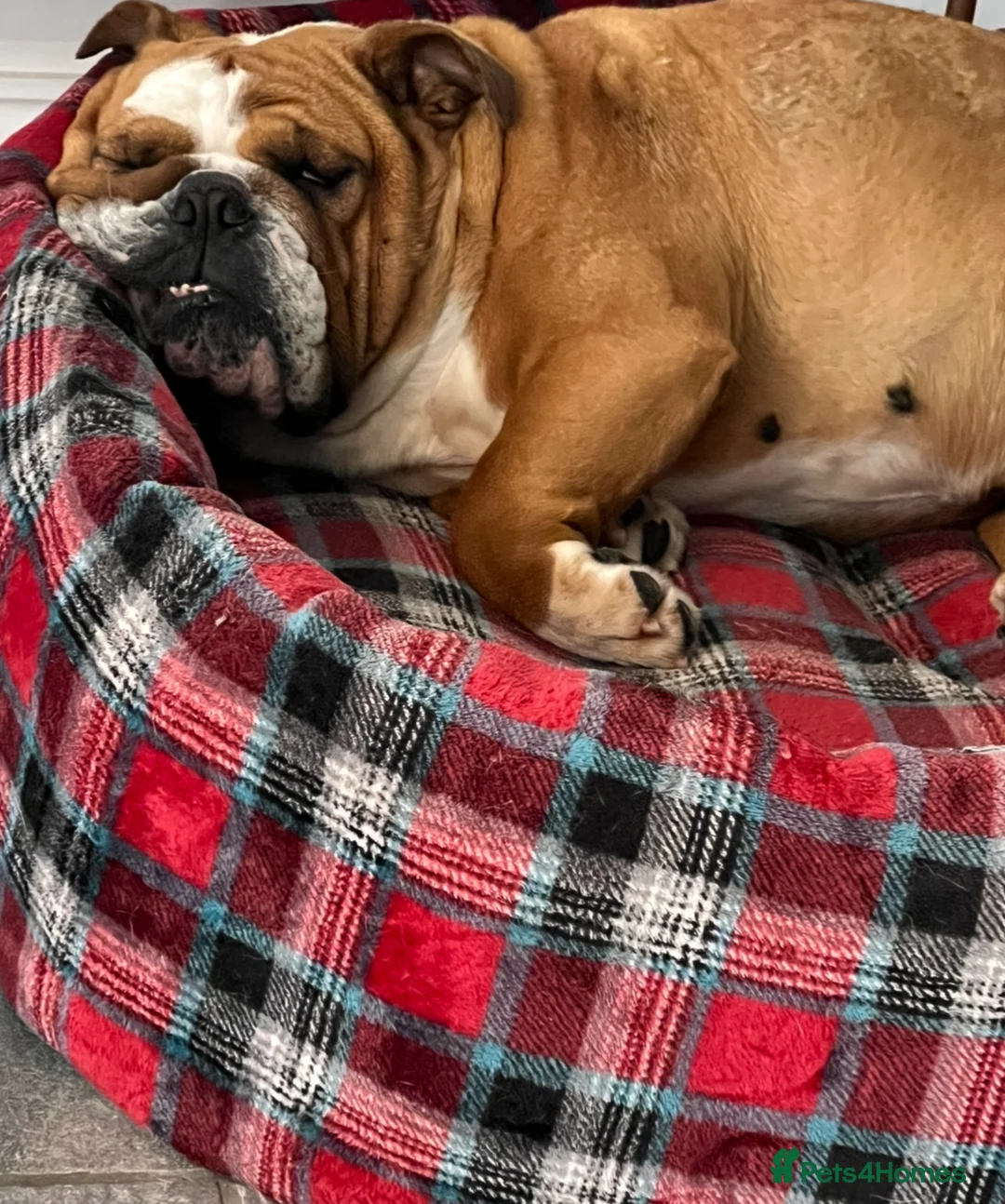 English Bulldog dogs for sale: Missy- English bulldog - Advert 14