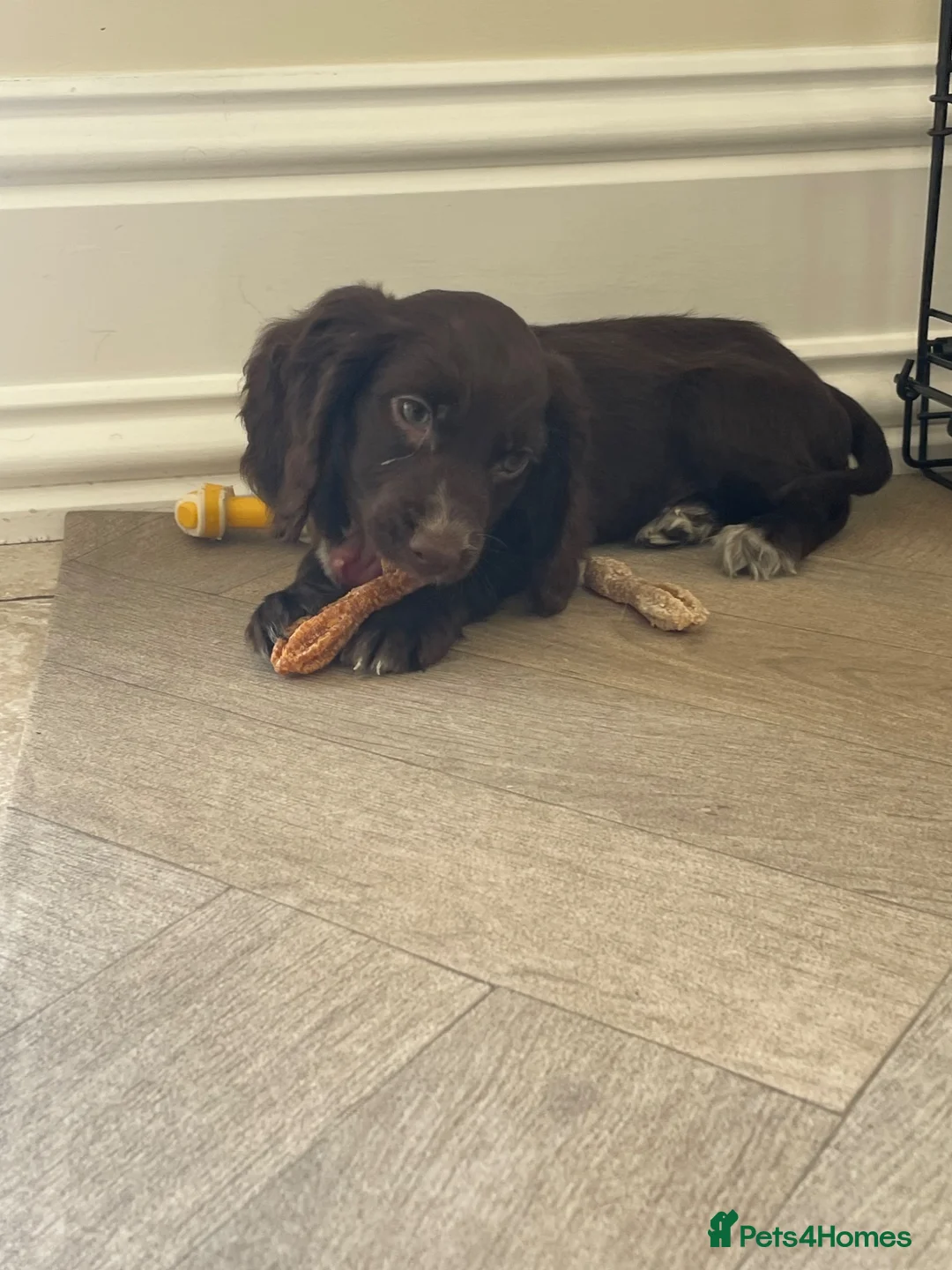 Cocker Spaniel dogs for sale: Beautiful show cocker spaniel puppies - Advert 1