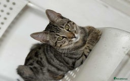 Bengal cats for sale: Two Beautiful Bengal Boys Looking for Their Homes - Image 3