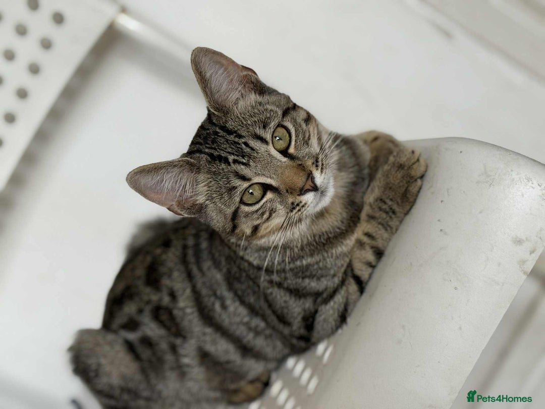 Bengal cats for sale: Two Beautiful Bengal Boys Looking for Their Homes - Image 3