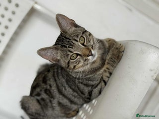 Bengal cats - Advert 4