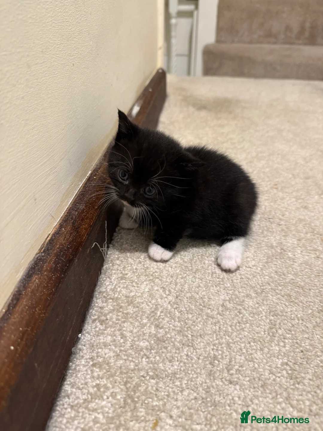 Mixed Breed cats for sale: Scottish short hair mix kittens - Advert 5