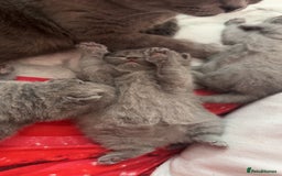 British Shorthair cats for sale: 2 beautiful British shorthair kittens for sale  - Image 11