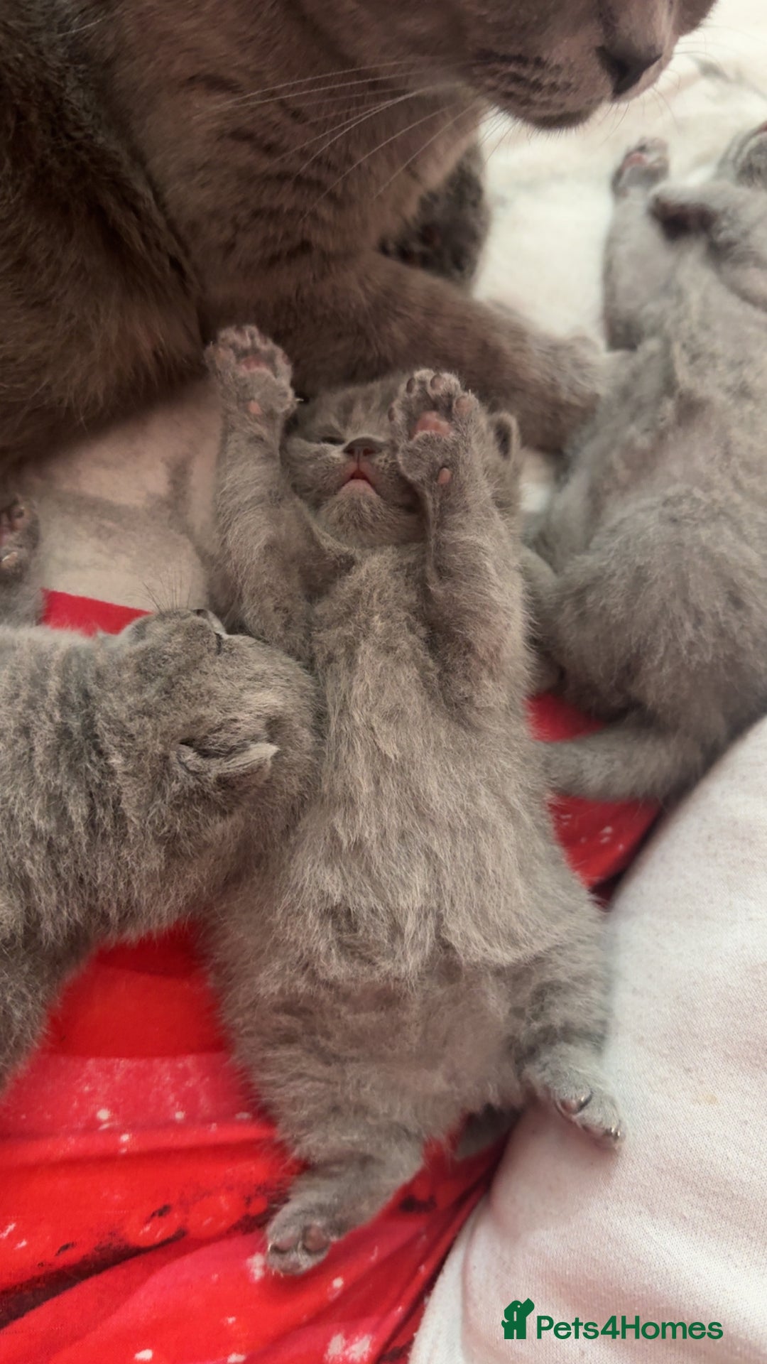 British Shorthair cats for sale: 2 beautiful British shorthair kittens for sale  - Image 11