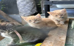 Maine Coon cats for sale: Mainecoon x  - Image 3
