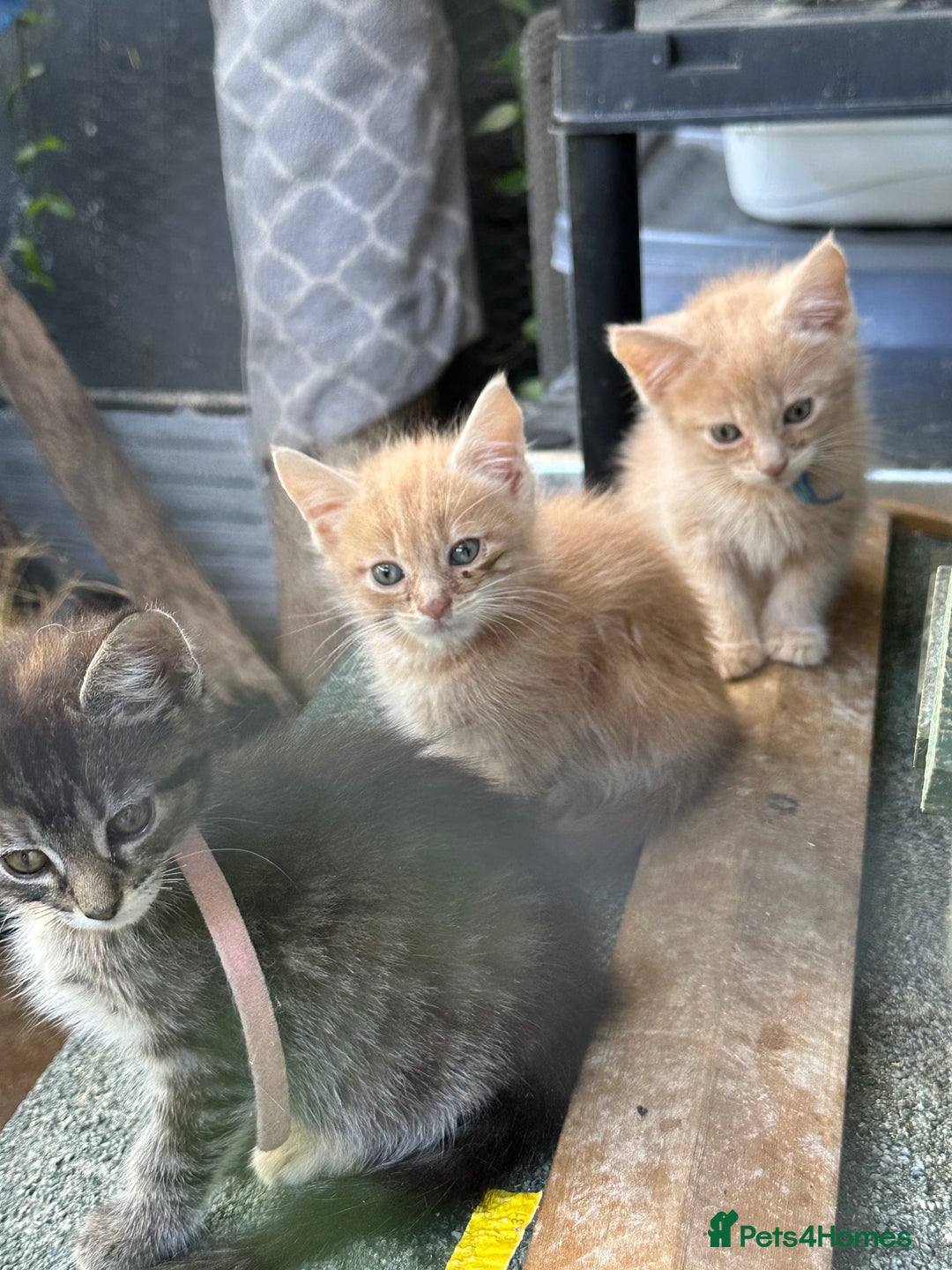 Maine Coon cats for sale: Mainecoon x  - Image 3