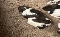 English Springer Spaniel dogs for sale: Springer spaniel puppies for sale  - Image 17
