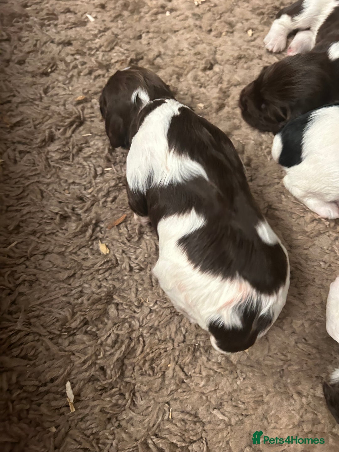 English Springer Spaniel dogs for sale: Springer spaniel puppies for sale  - Image 17