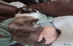 Mixed Breed cats for sale: Hella and Loki - Image 10