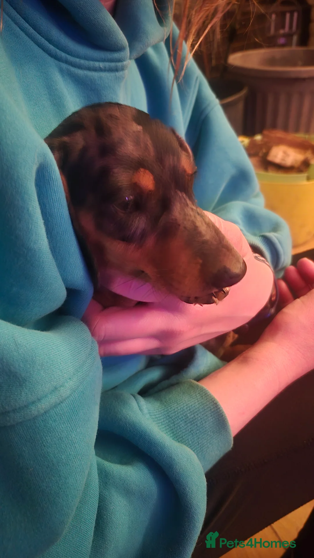 Miniature Dachshund dogs for sale: Silver dapple miniature dachshund puppy - Advert 2