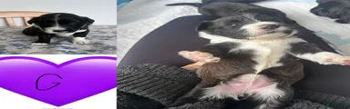 Mixed Breed Puppy 8