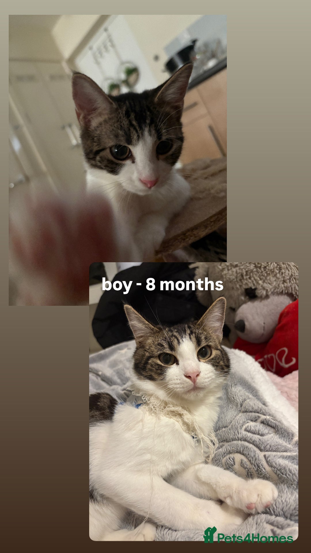 Domestic Shorthair cats for sale: kittens available for adoption  - Advert 2