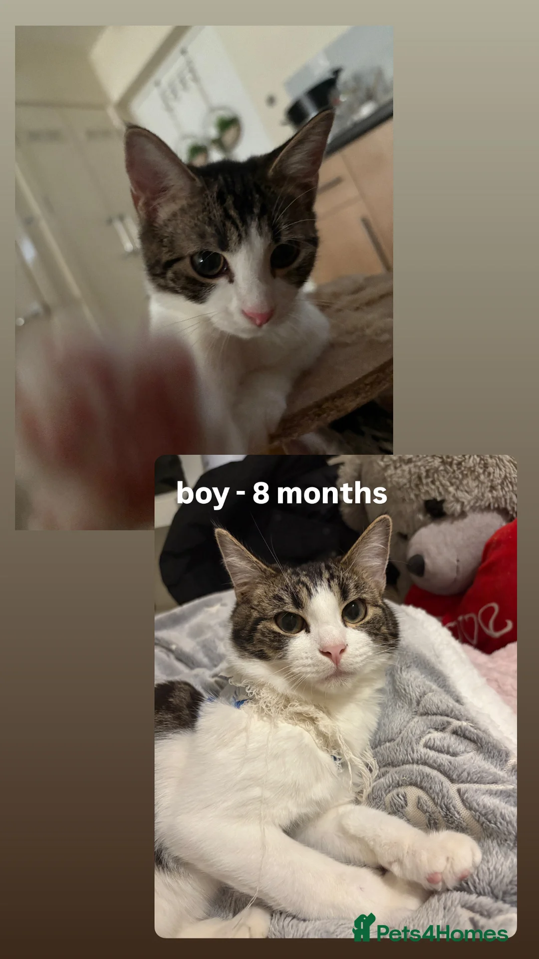 Domestic Shorthair cats for sale: kittens available for adoption  - Advert 2