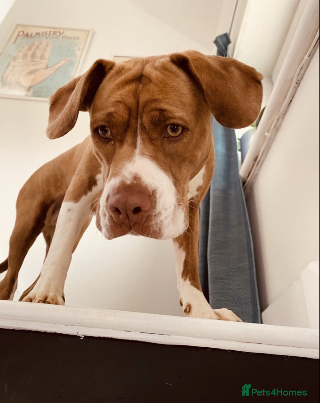 Mixed Breed dogs for sale: American Bulldog Puppies – Child & Cat Friendly - Advert 2